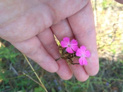 Dianthus borbasii, photographed by Igor Balashov
