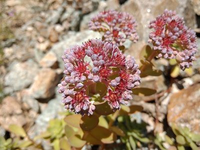 Hylotelephium anacampseros, photographed by Ben Costamagna