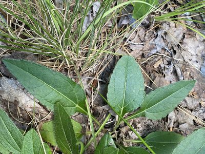 Helianthus atrorubens, photographed by Alan Weakley