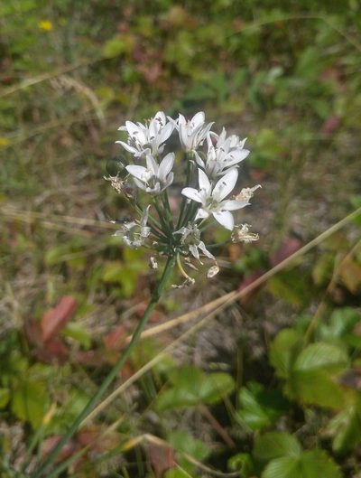 Allium ramosum, photographed by Юлия