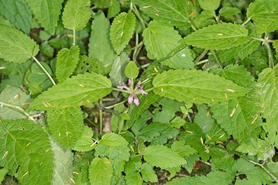 Stachys mexicana, photographed by Jesse Rorabaugh
