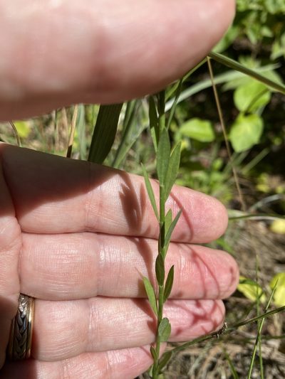 Linum virginianum, photographed by Alan Weakley