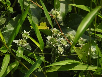 Pycnanthemum muticum, photographed by Navin Sasikumar