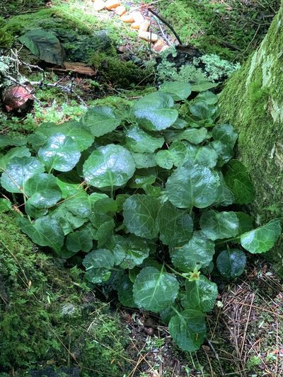 Shortia galacifolia, photographed by Claire Herzog