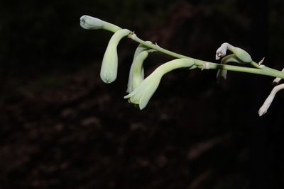 Agave rosei, photographed by Arturo Castro Castro