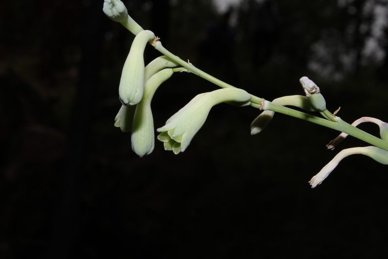 Agave rosei, photographed by Arturo Castro Castro