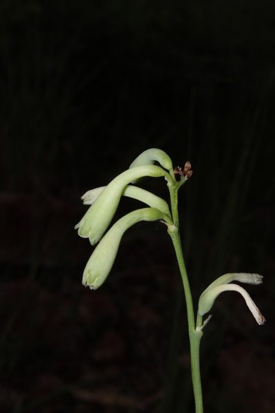Agave rosei, photographed by Arturo Castro Castro