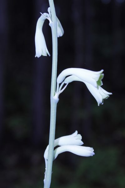 Agave rosei, photographed by Arturo Castro Castro