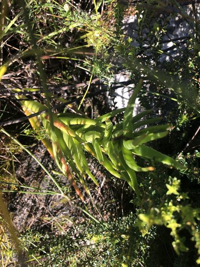 Aloiampelos decumbens, photographed by Sean Privett