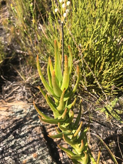 Aloiampelos decumbens, photographed by Sean Privett