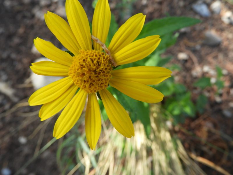 Verbesina coahuilensis, photographed by Leticia Jiménez Hernández