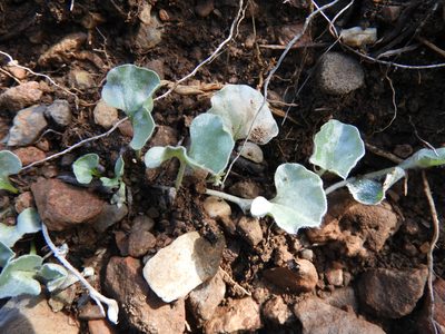 Dichondra argentea, photographed by Leticia Jiménez Hernández