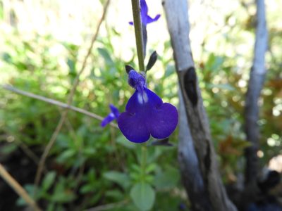 Salvia coahuilensis, photographed by Leticia Jiménez Hernández