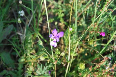 Viola bubanii, photographed by Nico Hernandez