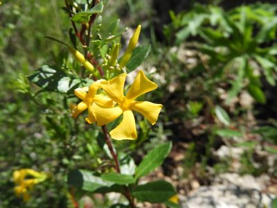 Mandevilla torosa, photographed by Leticia Jiménez Hernández