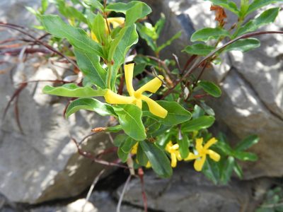 Mandevilla torosa, photographed by Leticia Jiménez Hernández