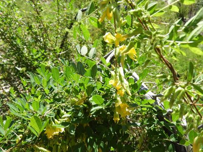 Nissolia platycalyx, photographed by Leticia Jiménez Hernández