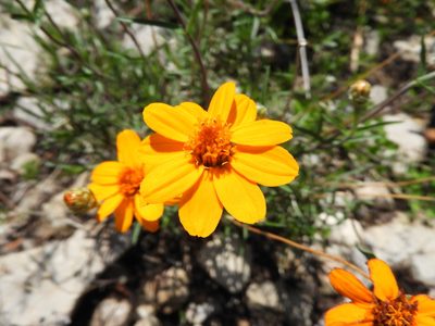 Zinnia juniperifolia, photographed by Leticia Jiménez Hernández