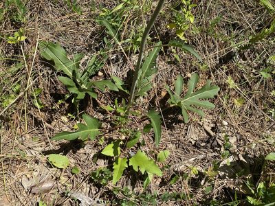 Silphium compositum, photographed by Alan Weakley