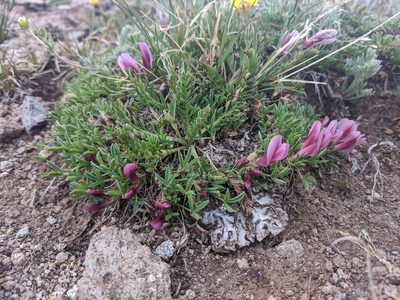 Trifolium nanum, photographed by Alaina Krakowiak