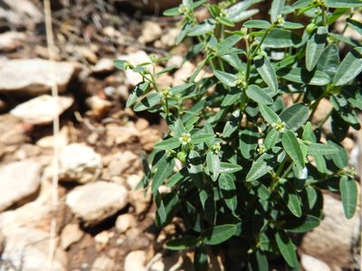 Euphorbia macropus, photographed by Leticia Jiménez Hernández