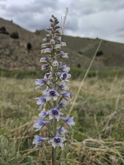 Delphinium occidentale, photographed by Alaina Krakowiak