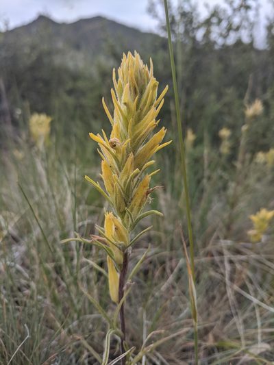 Castilleja flava, photographed by Alaina Krakowiak