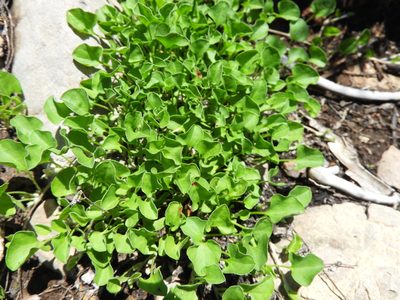 Dichondra brachypoda, photographed by Leticia Jiménez Hernández