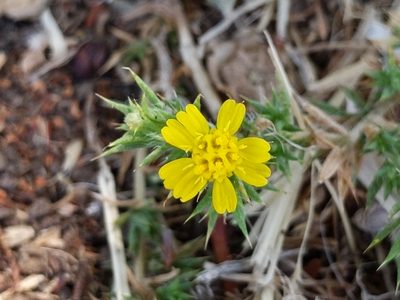 Centromadia parryi