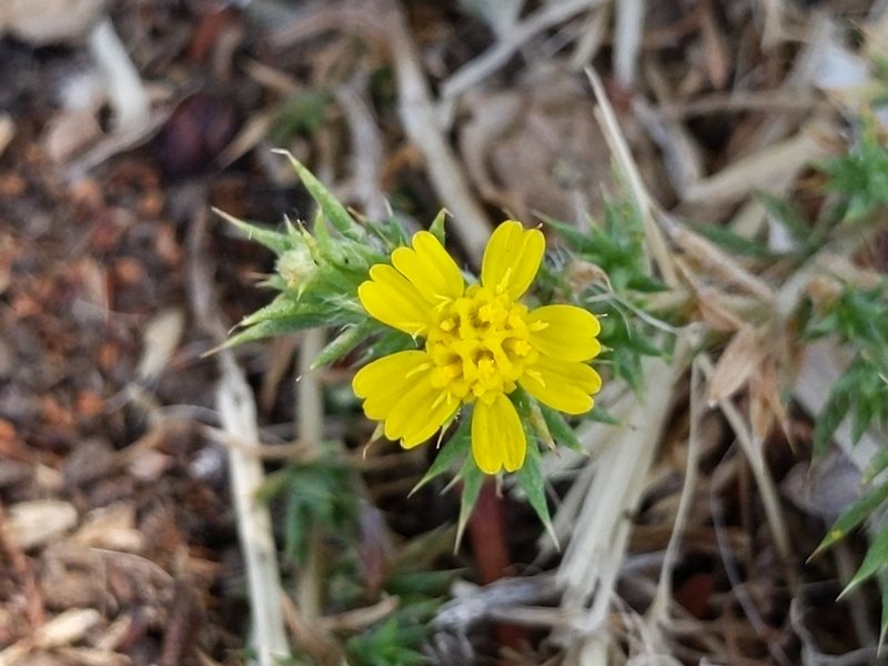 Centromadia parryi, photographed by Ken-ichi Ueda