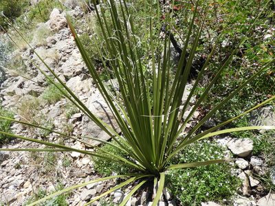 Nolina cespitifera, photographed by Leticia Jiménez Hernández