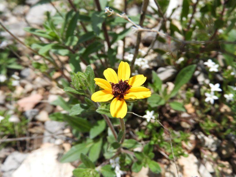 Helianthella gypsophila, photographed by Leticia Jiménez Hernández