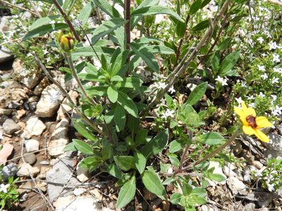 Helianthella gypsophila, photographed by Leticia Jiménez Hernández