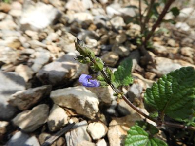Salvia prunelloides, photographed by Leticia Jiménez Hernández
