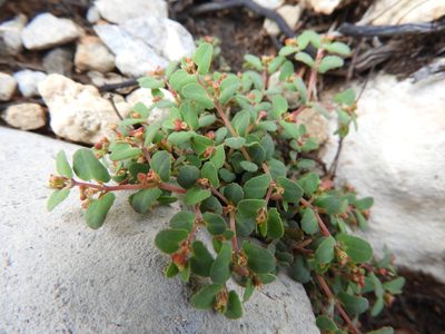 Euphorbia villifera, photographed by Leticia Jiménez Hernández