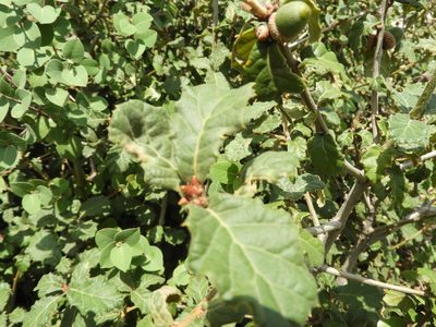 Quercus hypoxantha, photographed by Leticia Jiménez Hernández