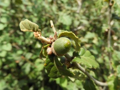 Quercus hypoxantha, photographed by Leticia Jiménez Hernández