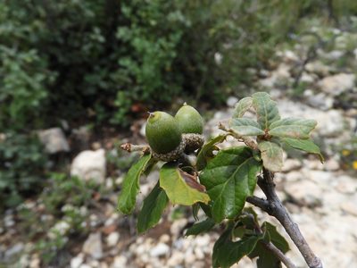 Quercus hypoxantha, photographed by Leticia Jiménez Hernández