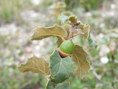 Quercus hypoxantha, photographed by Leticia Jiménez Hernández