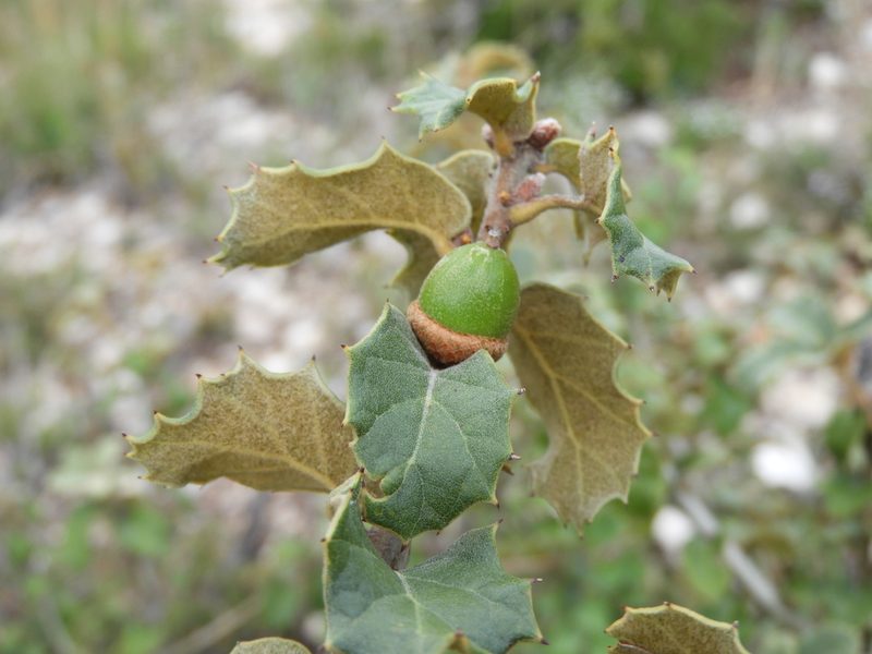 Quercus hypoxantha, photographed by Leticia Jiménez Hernández