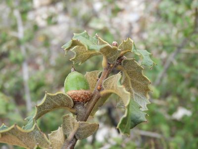 Quercus hypoxantha, photographed by Leticia Jiménez Hernández