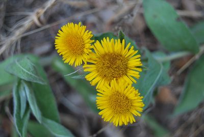 Pentanema helenioides, photographed by Nico Hernandez