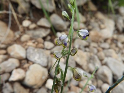 Hebecarpa barbeyana, photographed by Leticia Jiménez Hernández