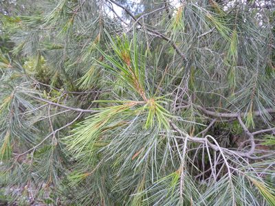 Pinus pinceana, photographed by Leticia Jiménez Hernández