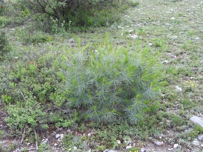Pinus pinceana, photographed by Leticia Jiménez Hernández
