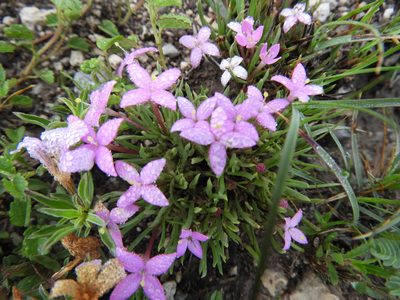 Houstonia rubra, photographed by Leticia Jiménez Hernández