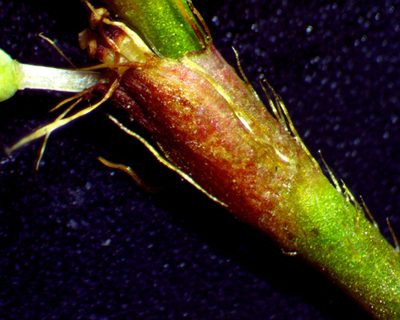 Persicaria setacea, photographed by Ken Kneidel