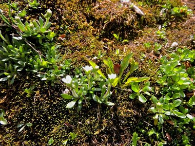 Saxifraga androsacea, photographed by Karsten Rohweder