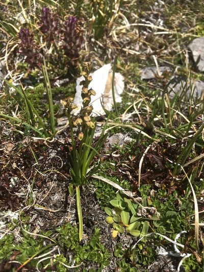 Chamorchis alpina, photographed by Karsten Rohweder