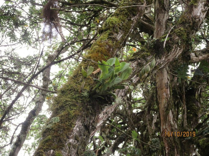 Epidendrum odontospathum, photographed by Jared Shorma